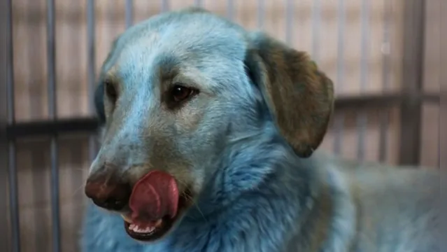 Imagem ilustrativa da notícia Cachorros azuis encontrados na Rússia intrigam o mundo 