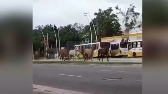 Imagem ilustrativa da notícia Cavalos fogem de batalhão e causam acidente nas ruas de Belém. Veja o vídeo!  