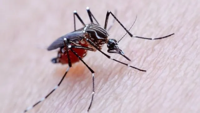 Imagem ilustrativa da notícia Ameaça de epidemia: mosquito perigoso é detectado pela primeira vez na América