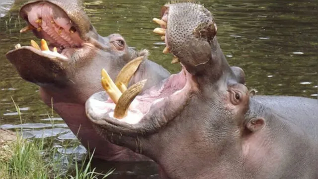 Imagem ilustrativa da notícia Os hipopótamos de Pablo Escobar podem chegar à Amazônia? Biólogos explicam