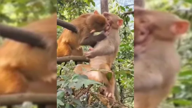 Imagem ilustrativa da notícia Macacos apaixonados beijam na boca e viralizam na net. Veja
o vídeo!