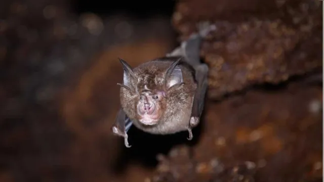 Imagem ilustrativa da notícia Tailândia: novo tipo de coronavírus é encontrado em morcegos