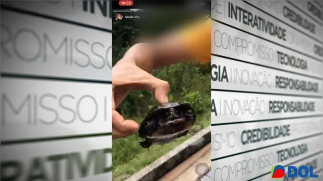 Imagem ilustrativa da notícia Homens são flagrados capturando e torturando tartaruga no Parque do Utinga em Belém, veja!