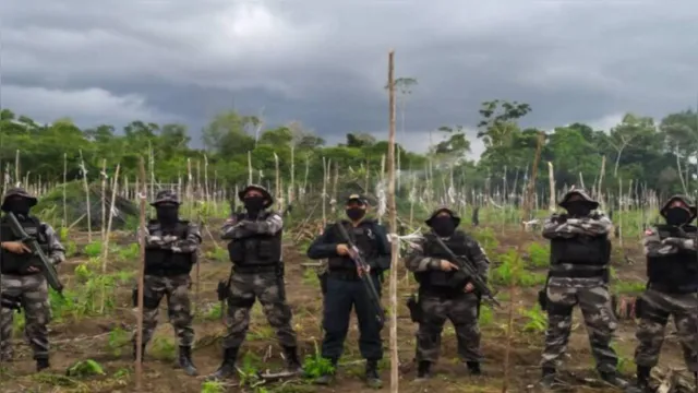 Imagem ilustrativa da notícia Polícia Militar localiza plantação com 25 mil pés de maconha no Pará