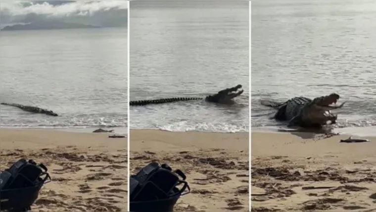 Imagem ilustrativa da notícia Crocodilo gigante engole tubarão em praia; veja o vídeo!