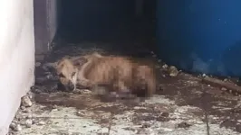 Imagem ilustrativa da notícia Cachorros presos há um ano em condições deploráveis são resgatados no Marajó