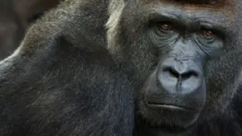Imagem ilustrativa da notícia Gorilas são os primeiros animais no mundo a serem vacinados contra a covid-19