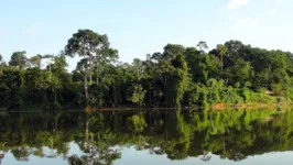 Imagem ilustrativa da notícia Governo do Pará lança edital do Fundo Amazônia Oriental para atrair recursos estrangeiros