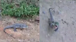 Imagem ilustrativa da notícia Que susto: lagarto ataca biólogo e vídeo viraliza, veja!