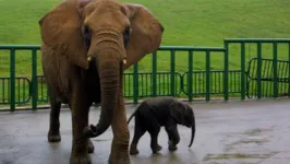 Imagem ilustrativa da notícia Funcionário de zoológico morre após ser atingido por tromba de elefante 
