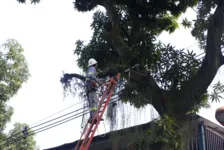 Imagem ilustrativa da notícia Trânsito
na Cidade Velha será desviado para poda de árvores no domingo