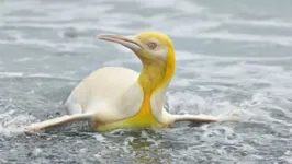 Pinguim amarelo foi visto em ilha do Atlântico Sul
