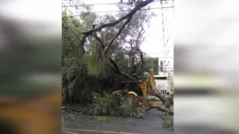 Uma árvore caiu e interditou o trânsito na avenida Serzedelo Correa, em Belém.