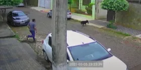 Imagem ilustrativa da notícia Vídeo registra momento em que pinscher é 'atacado' por cachorro maior; veja!