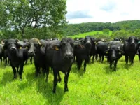 Imagem ilustrativa da notícia Pará é o maior produtor de gado bubalino e está entre os cinco maiores produtores do Brasil