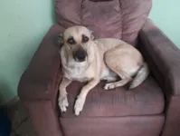Malu é dócil e bastante inteligente, apenas na espera de uma nova casa.
