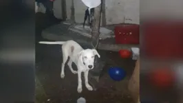 Um dos animais que conseguiu ser resgatado do local