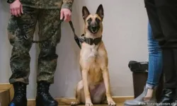 Filou é um pastor belga de três anos que está sendo treinado para identificar o coronavírus 