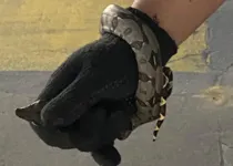 Imagem ilustrativa da notícia Cobra aparece em carro dentro de supermercado em Salinas