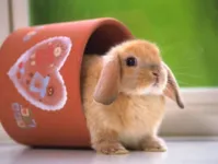Imagem ilustrativa da notícia Páscoa: veja 11 coelhos fofinhos para alegrar o seu dia
