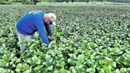 A soja tem apresentado um ritmo significativo de crescimento no Pará 
