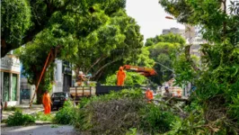 De acordo com informações da Prefeitura de Belém, parte da vegetação na área apresenta riscos à população e receberá manutenção.