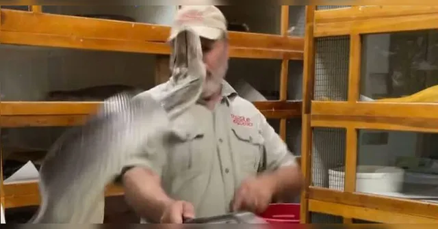 Imagem ilustrativa da notícia Vídeo mostra píton dando bote no rosto do cuidador