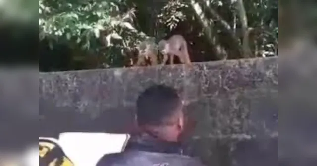Imagem ilustrativa da notícia Demapa investiga caso de macaco capturado na rua da Marinha
