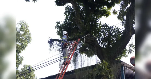 Imagem ilustrativa da notícia Trânsito
na Cidade Velha será desviado para poda de árvores no domingo