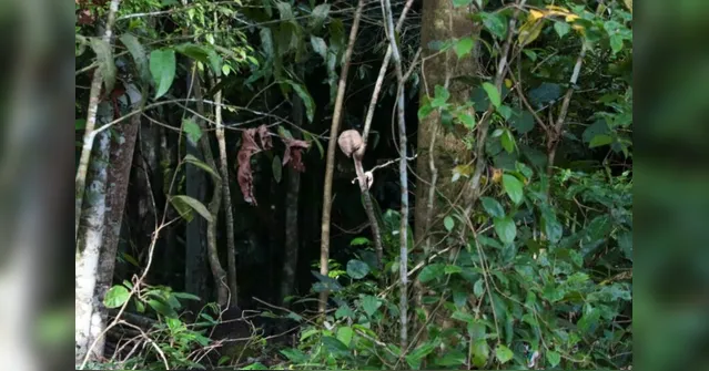 Imagem ilustrativa da notícia Crânio é encontrado pendurado em mangueira perto de motel