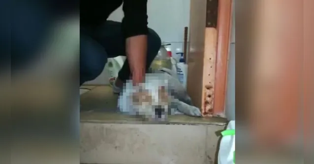 Imagem ilustrativa da notícia Crueldade! Homem mata cachorro com socos na cabeça