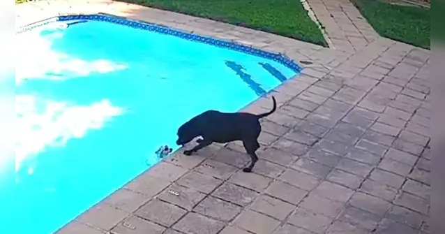 Imagem ilustrativa da notícia Vídeo de salvamento de cãozinho comove a web