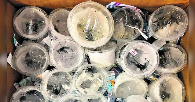 Imagem ilustrativa da notícia Receita Federal apreende 34 espécies de aranhas em potes nos Correios de Belém. Veja o vídeo!