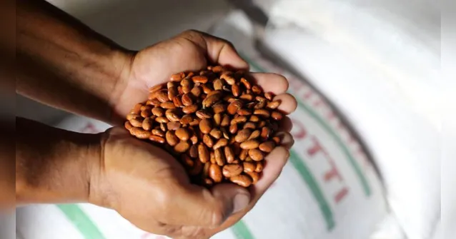 Imagem ilustrativa da notícia Toneladas de alimentos já foram doados aos abrigos em Belém