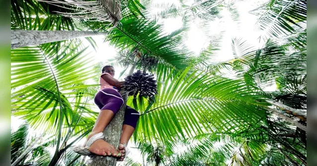 Imagem ilustrativa da notícia Região das Ilhas recebe festival sobre cultura amazônica