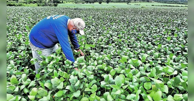 Imagem ilustrativa da notícia Pará está entre os 10 maiores produtores de grãos do país