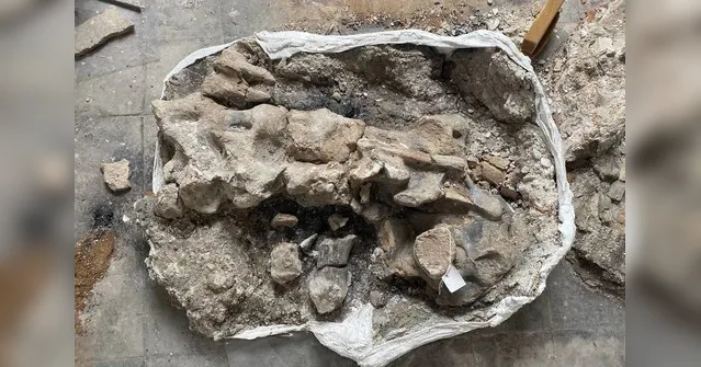 Imagem ilustrativa da notícia Esqueleto de dinossauro ressurge intacto após incêndio