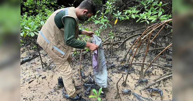 Imagem ilustrativa da notícia Semas apreende quase 18 mil caranguejos em Curuçá