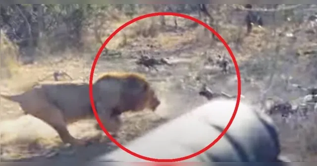 Imagem ilustrativa da notícia Vídeo registra ataque de leão a grupo de cães selvagens; assista