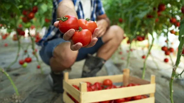 Imagem ilustrativa da notícia Tomate está mais caro em Belém e alta de preço chega a mais de 5,53% 