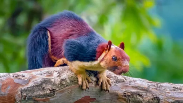 Imagem ilustrativa da notícia Esquilos gigantes e coloridos são encontrados em florestas da Índia