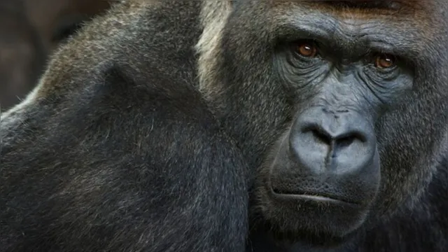 Imagem ilustrativa da notícia Gorilas são os primeiros animais no mundo a serem vacinados contra a covid-19