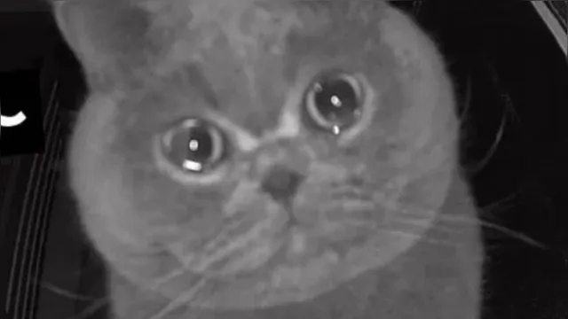 Imagem ilustrativa da notícia Gato chora ao ser abandonado pelos donos que foram viajar. Veja o vídeo!