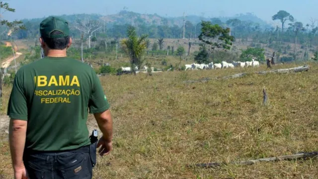 Imagem ilustrativa da notícia Ibama bloqueia venda de produtos florestais legais do Pará