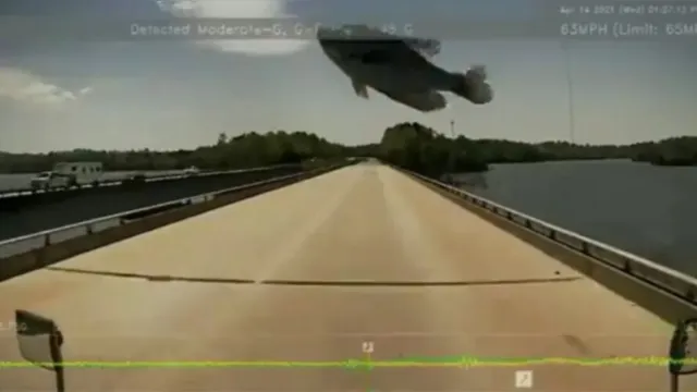 Imagem ilustrativa da notícia Vídeo: peixe voador intriga ao cair na frente de caminhão