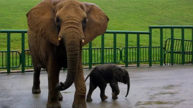 Imagem ilustrativa da notícia Funcionário de zoológico morre após ser atingido por tromba de elefante 