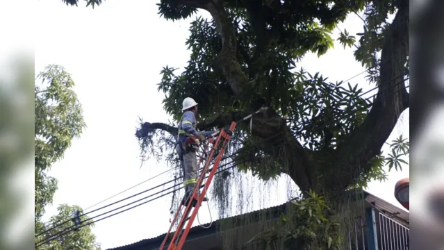 Imagem ilustrativa da notícia Trânsito
na Cidade Velha será desviado para poda de árvores no domingo
