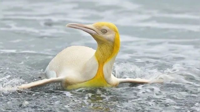 Imagem ilustrativa da notícia Pinguim amarelo é registrado pela primeira vez no mundo, veja!