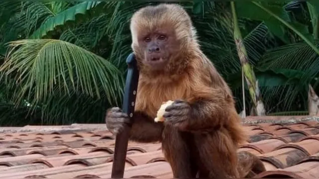 Imagem ilustrativa da notícia Macaco invade casa, pega faca e deixa família aterrorizada. Veja o vídeo!