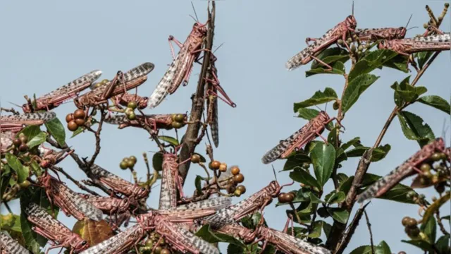 Imagem ilustrativa da notícia Quênia luta contra 'praga de gafanhotos' que devoram plantações